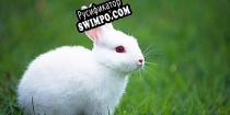 Русификатор для Bunny (William Thomas S.P.R)