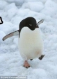 Русификатор для Penguin Simulator 2020