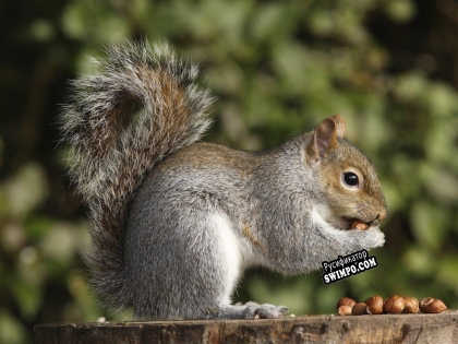 Русификатор для Serious Squirrel