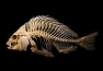 Русификатор для Skeleton Fish